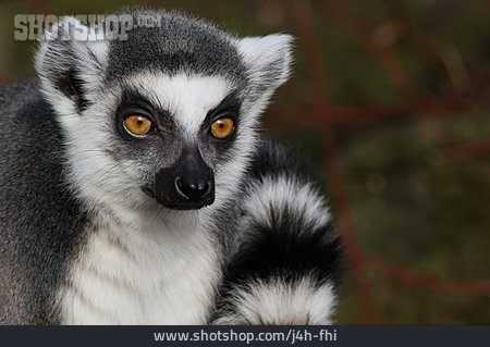 
                Lemur, Katta                   