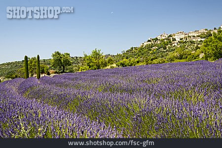 
                Provence, Lavendelblüte                   