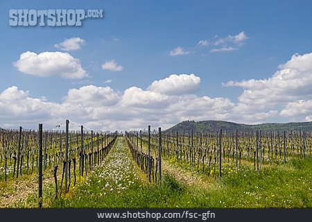 
                Weinbaugebiet, Deutsche Weinstraße, Rheinland Pfalz                   