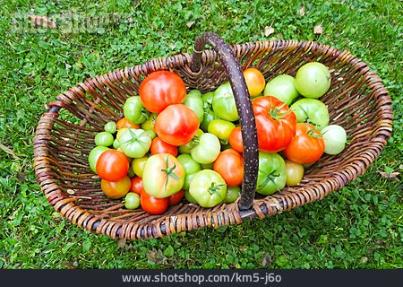 
                Tomaten, Ernte                   