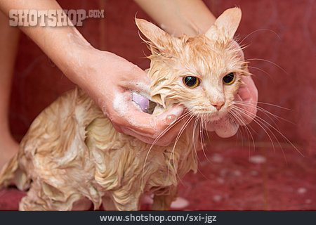 
                Katze, Waschen, Einseifen                   