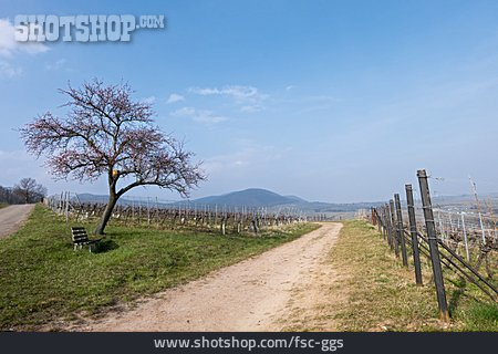 
                Weinbauregion, Südpfalz                   