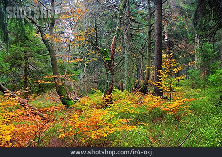 
                Wald, Mischwald, Böhmen                   
