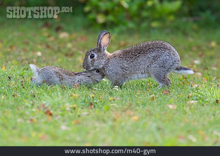 
                Kaninchen, Wildkaninchen                   