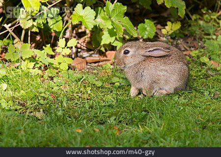 
                Kaninchen, Wildkaninchen                   