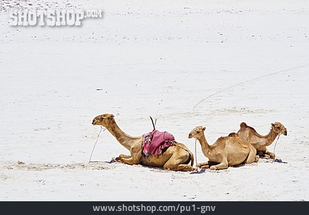 
                Kamele, Sandstrand                   
