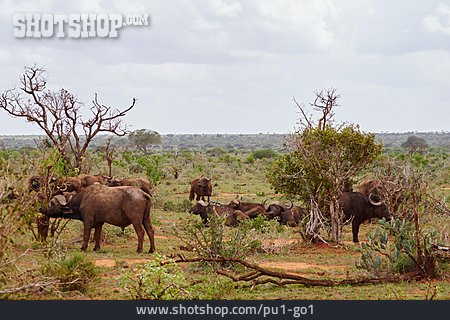 
                Herde, Kenia, Büffel                   