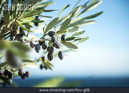 
                Oliven, Olivenzweig, Olivenbaum                   
