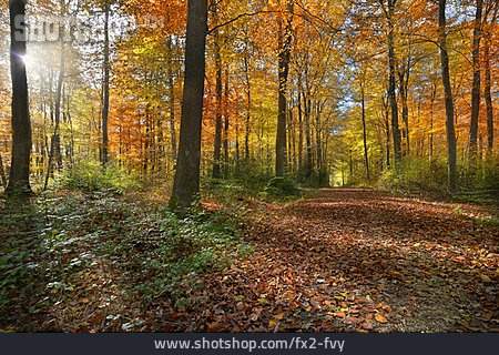 
                Herbstwald, Waldboden                   