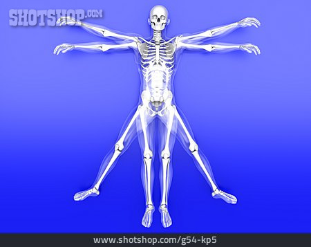 
                Skelett, Anatomie, Bewegungsablauf                   