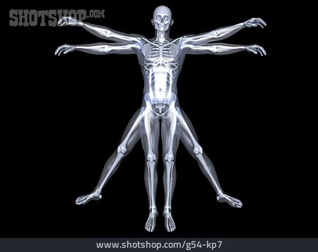 
                Skelett, Muskulatur, Anatomie                   