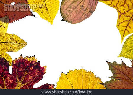 
                Textfreiraum, Blätter, Herbstblätter                   