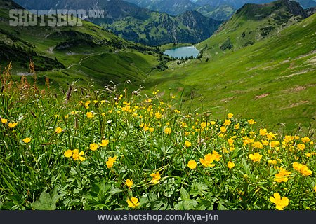 
                Allgäuer Alpen, Butterblumenblüte, Seealpsee                   
