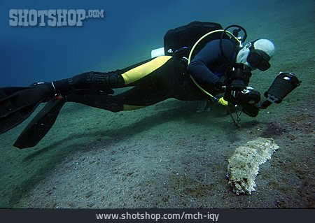 
                Unterwasserfotograf, Kasten-seegurke, Seewalze                   
