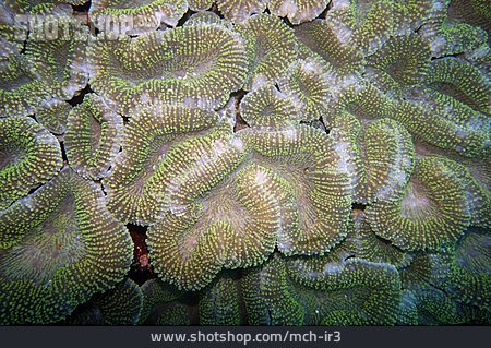 
                Koralle, Steinkoralle, Acanthastrea                   