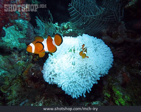 
                Orangeringel-anemonenfisch, Falscher Clownfisch                   