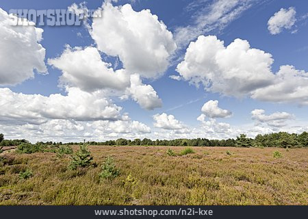 
                Heidelandschaft, Kyritz-ruppiner Heide                   