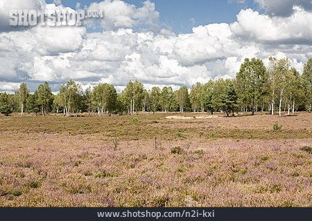 
                Heidelandschaft, Heideblüte, Kyritz-ruppiner Heide                   