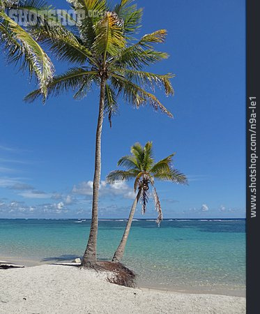 
                Küste, Palmen, Karibik, Sandstrand                   