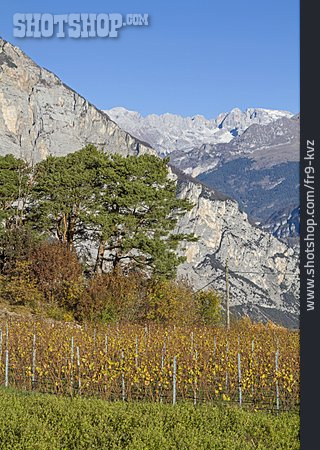 
                Weinberge, Weinbau, Trentino                   