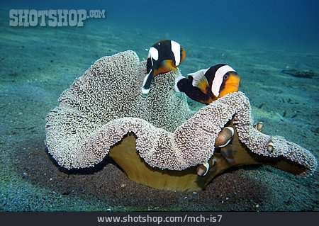 
                Sattelfleck-anemonenfisch, Teppichanemone                   