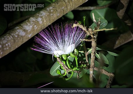 
                Blüte, Topffruchtbaum                   