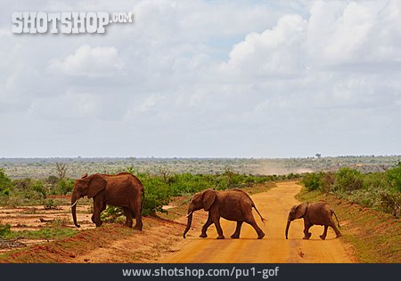 
                Elefant, Kenia                   