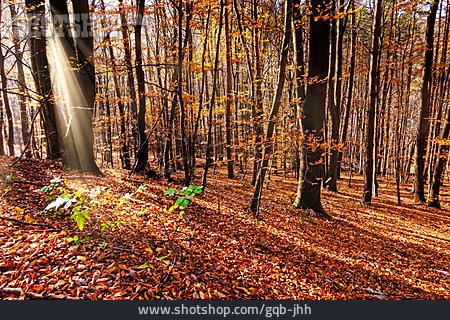 
                Wald, Herbst, Herbstwald                   