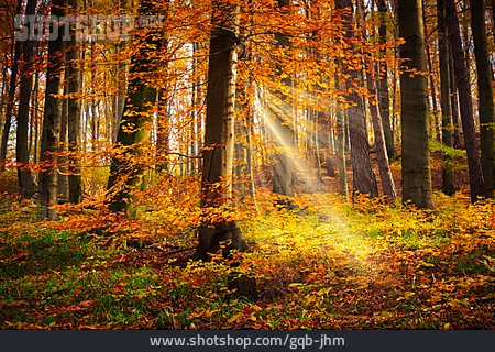 
                Wald, Herbst, Sonnenstrahlen                   
