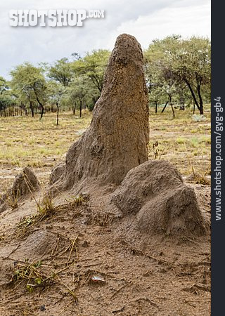 
                Termitenbau, Termitenhügel                   