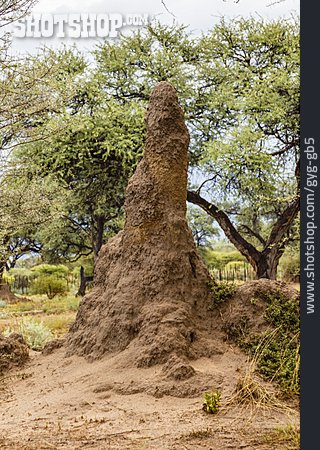
                Termitenbau, Termitenhügel                   