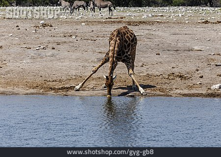 
                Trinken, Giraffe, Etosha Nationalpark                   