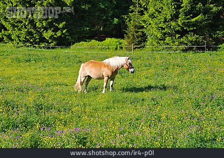 
                Pferd, Haflinger                   