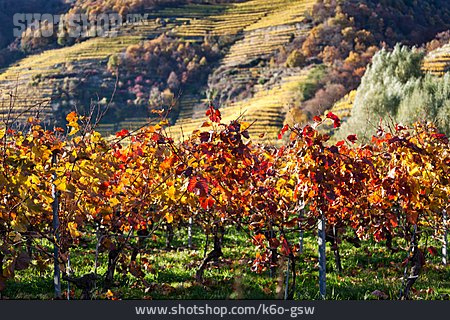 
                Weingarten, Weinanbaugebiet, Dürnstein                   