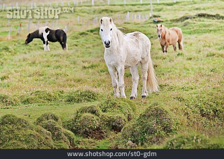 
                Icelandic Horse                   