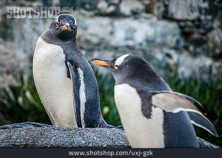 
                Pinguin, Pinguine                   