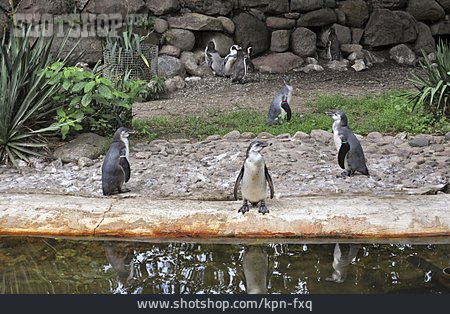 
                Pinguine                   