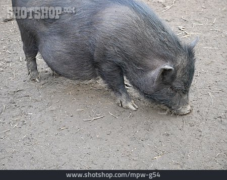 
                Schwein, Vietnamesisch                   