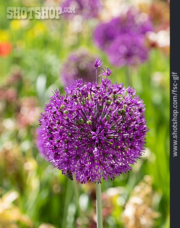 
                Allium, Zierlauch                   