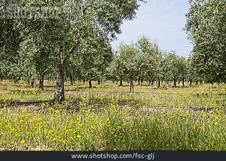 
                Olivenbaum, Olivenbaumplantage                   