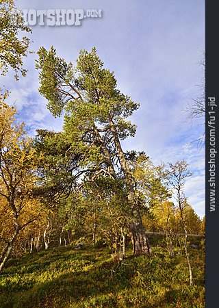 
                Bäume, Naturreservat, Jämtland                   