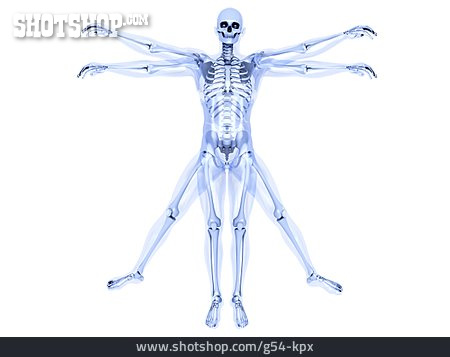 
                Bewegung, Skelett, Anatomie                   