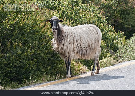 
                Schaf, Kreta                   