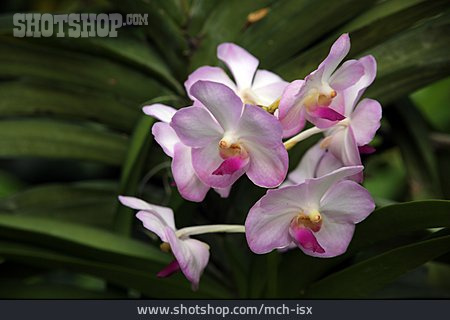
                Orchideen                   