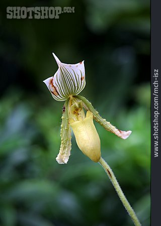 
                Orchidee, Paphiopedilum Maudiae                   