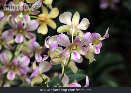 
                Orchideen, Yamamoto Dendrobium                   