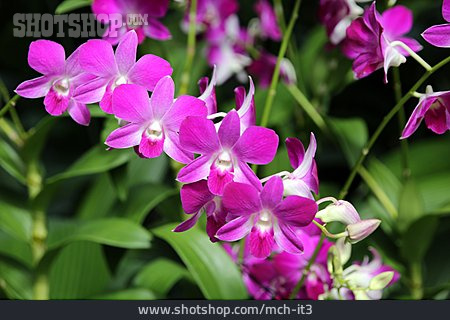 
                Orchideen, Dendrobium Matti                   