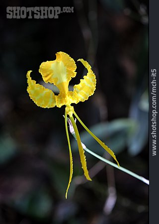 
                Orchideen, Psychopsis Spec.                   