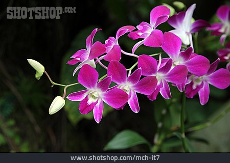 
                Orchideen, Dendrobium Sonia                   