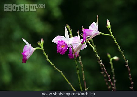 
                Orchideen, Arundina Graminifolia                   